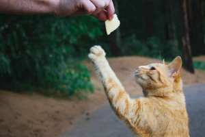 Чи можна дати сир кішок? Чи можна дати сир кішок?